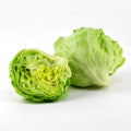 Iceberg Lettuce